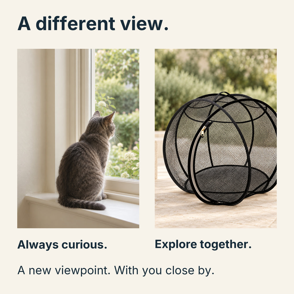 A curious cat looks through a window, paired with the sphere on a shaded patio for supervised exploration.