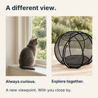 A curious cat looks through a window, paired with the sphere on a shaded patio for supervised exploration.